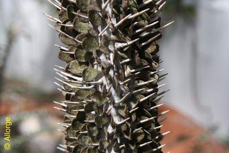 Didieraceae, Alluaudia montagnacii